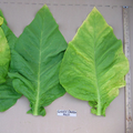Goose Creek Red, Tobacco Seed