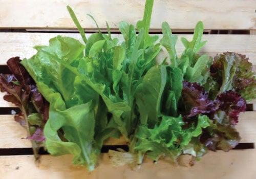 Gourmet Mesclun Blend, Lettuce Seeds
