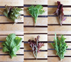 Gourmet Mesclun Blend, Lettuce Seeds