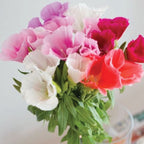 Grace Mix, (F1) Clarkia Seed