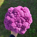 Graffiti, (F1) Cauliflower Seeds