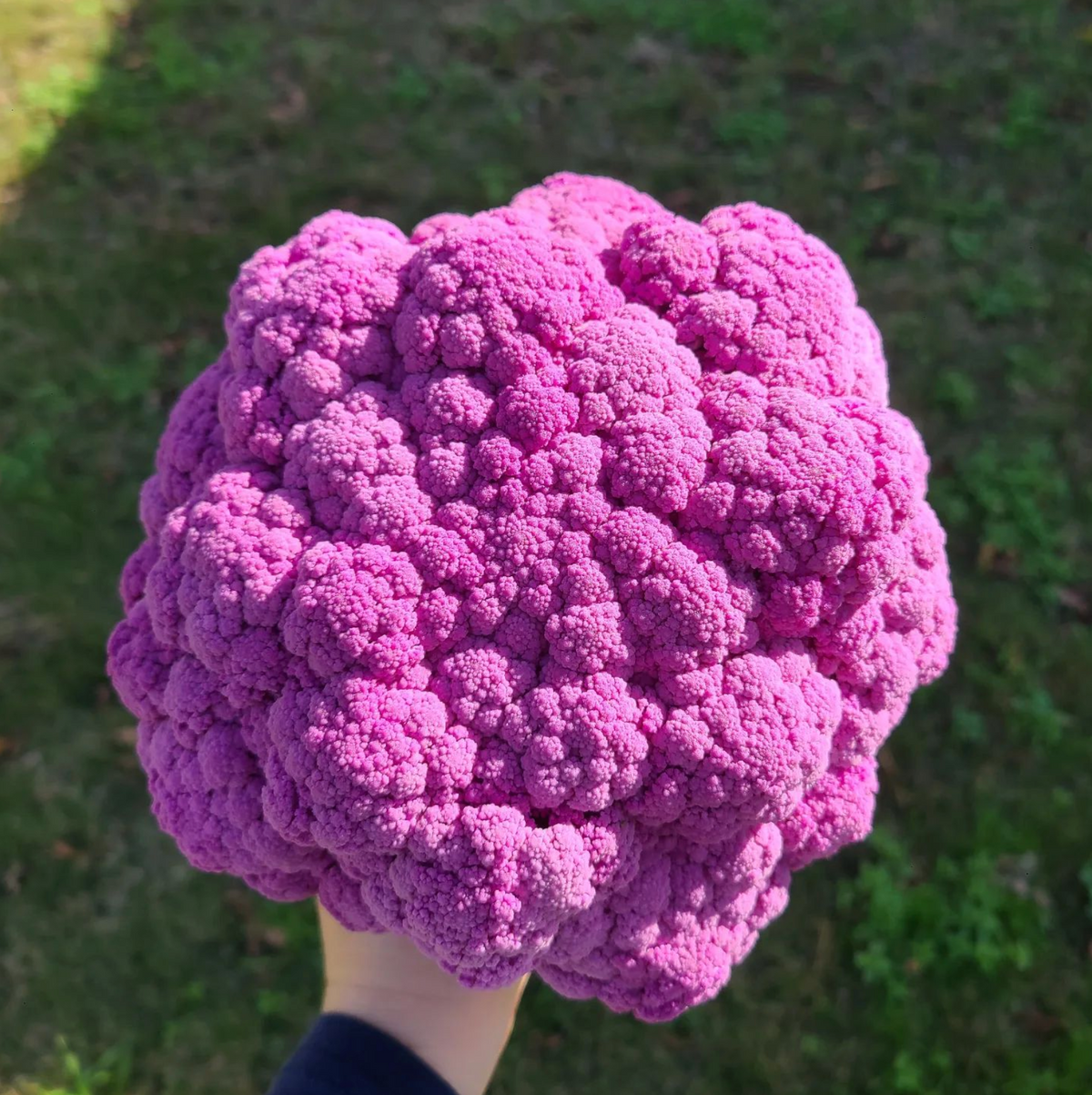 Graffiti, (F1) Cauliflower Seeds