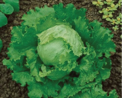 Great Lakes, Lettuce Seeds