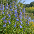 Great Blue, Lobelia Seed