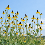 Great Coneflower, Rudbeckia Seeds