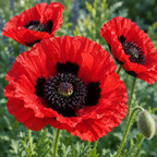 Great Scarlet, Poppy Seeds