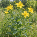 Great St. John's Wort, Hypericum Seeds
