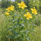 Great St. John's Wort, Hypericum Seeds
