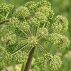 Great, Angelica Seed