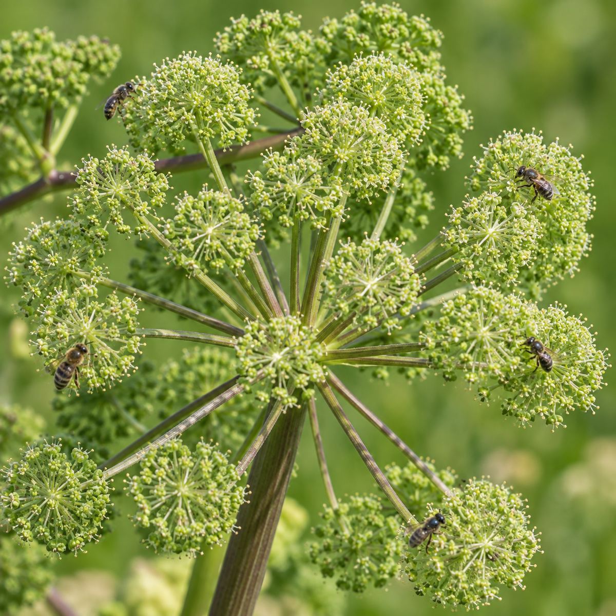Great, Angelica Seed