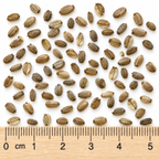 Great, Angelica Seed