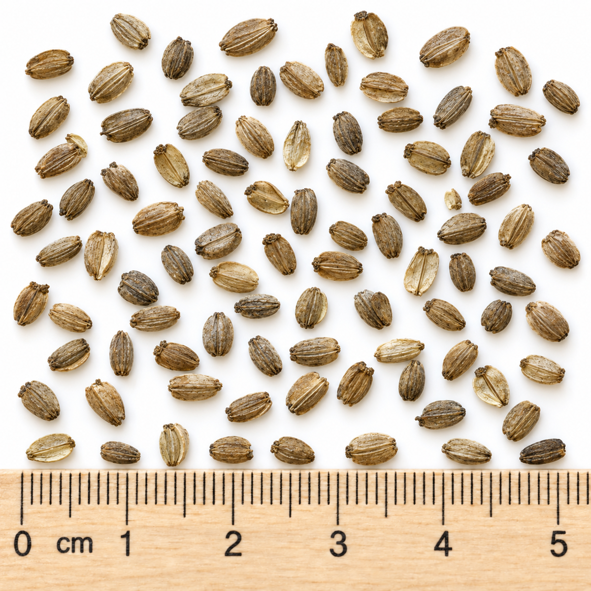 Great, Angelica Seed