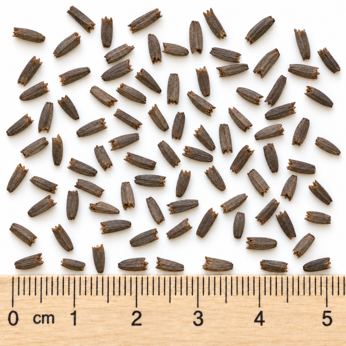 Great Coneflower, Rudbeckia Seed