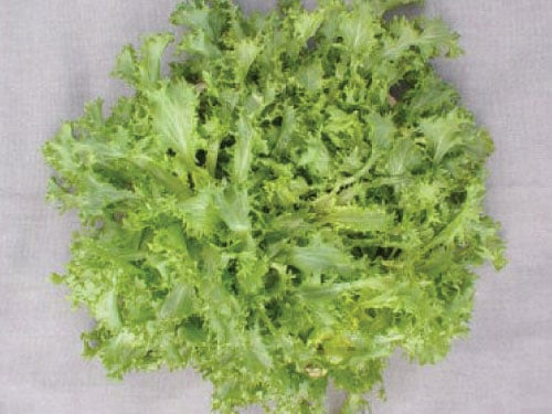 Green Curled Ruffec Endive, Chicory