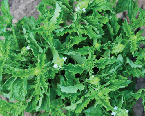 Green Ruffles, Basil Seeds