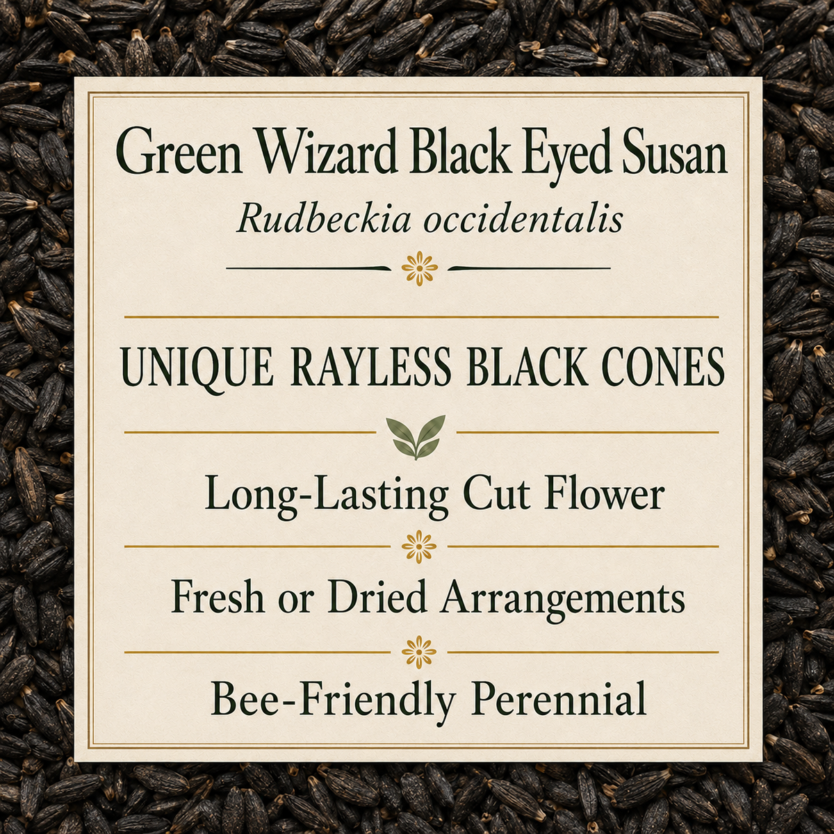 Green Wizard, Black-Eyed Susan Seed