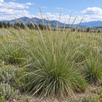 Green Needlegrass, Ornamental Grass Seed