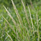 Green Needlegrass, Ornamental Grass Seed