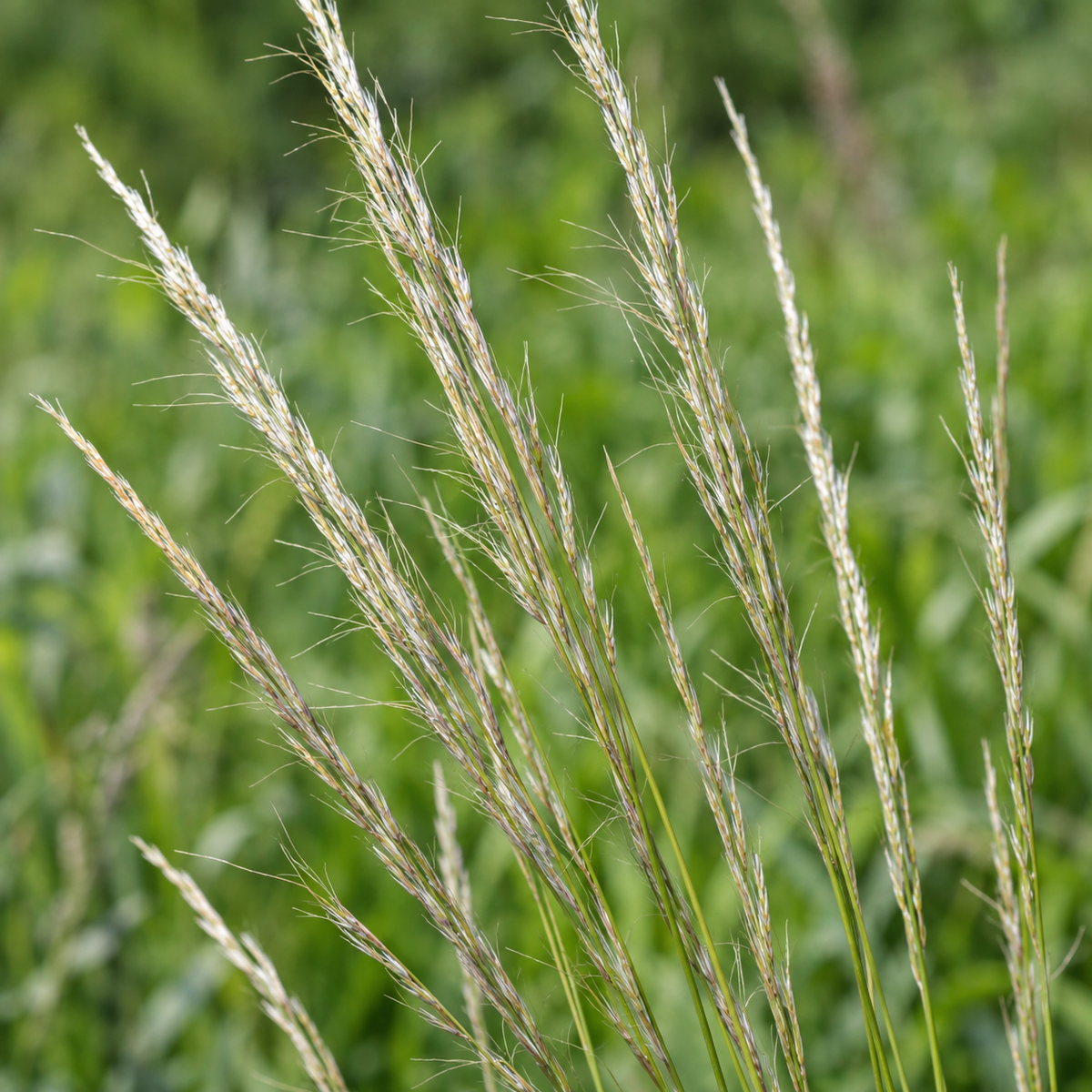 Green Needlegrass, Ornamental Grass Seed