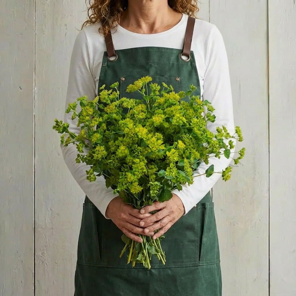 Green Gold, Bupleurum Seeds