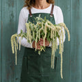 Green Tails, Amaranthus Seeds