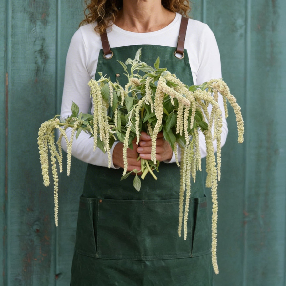 Green Tails, Amaranthus Seeds