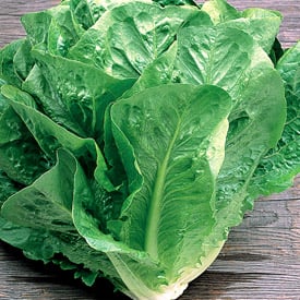 Green Towers, Lettuce Seeds