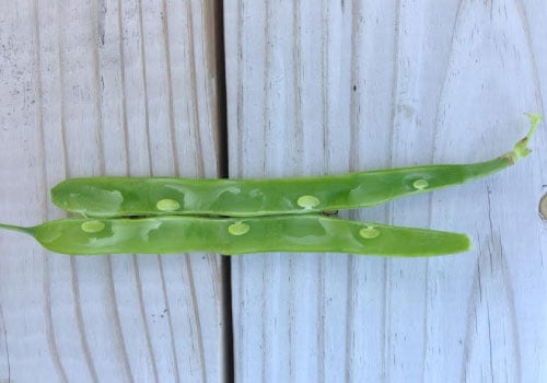 Greencrop, Bean Seeds