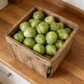 Gustus, (F1) Brussels Sprout Seeds