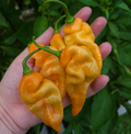 Habanada, Pepper Seeds