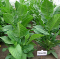 Habano 2000, Tobacco Seed