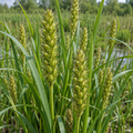 Hairy-fruited Lake Sedge, Carex Seed
