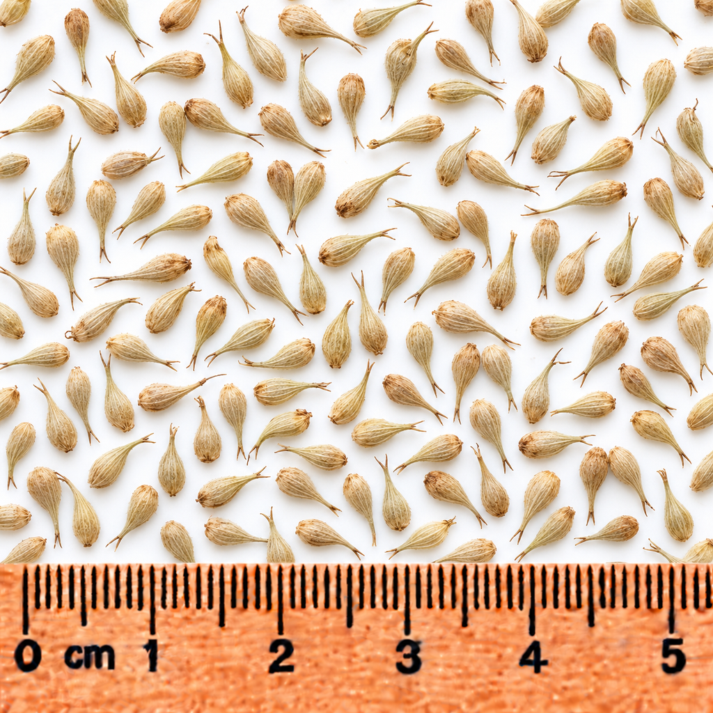 Hairy-fruited Lake Sedge, Carex Seed