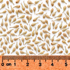 Hairy-fruited Lake Sedge, Carex Seed