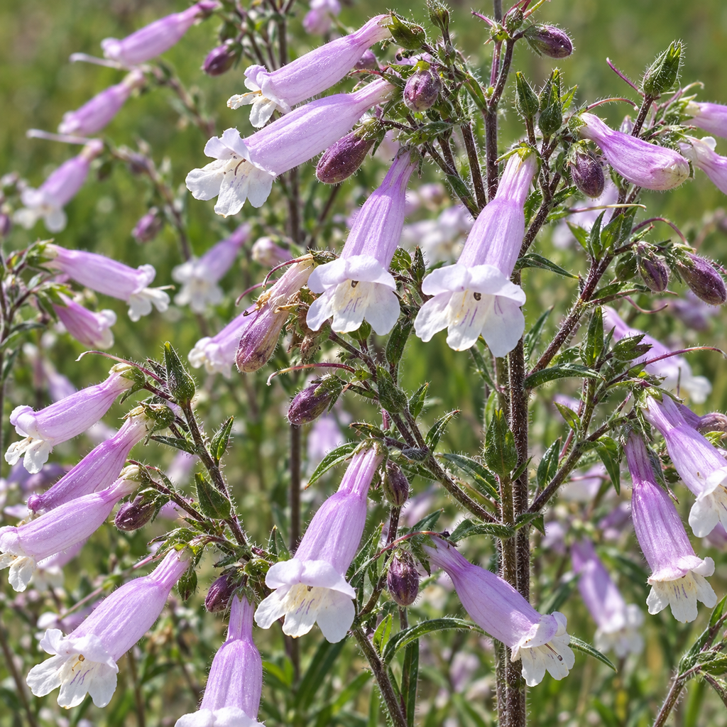 Hairy Beardtongue, Penstemon Seeds