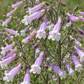 Hairy Beardtongue, Penstemon Seeds