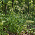 Hairy Wood Chess, Ornamental Grass Seeds