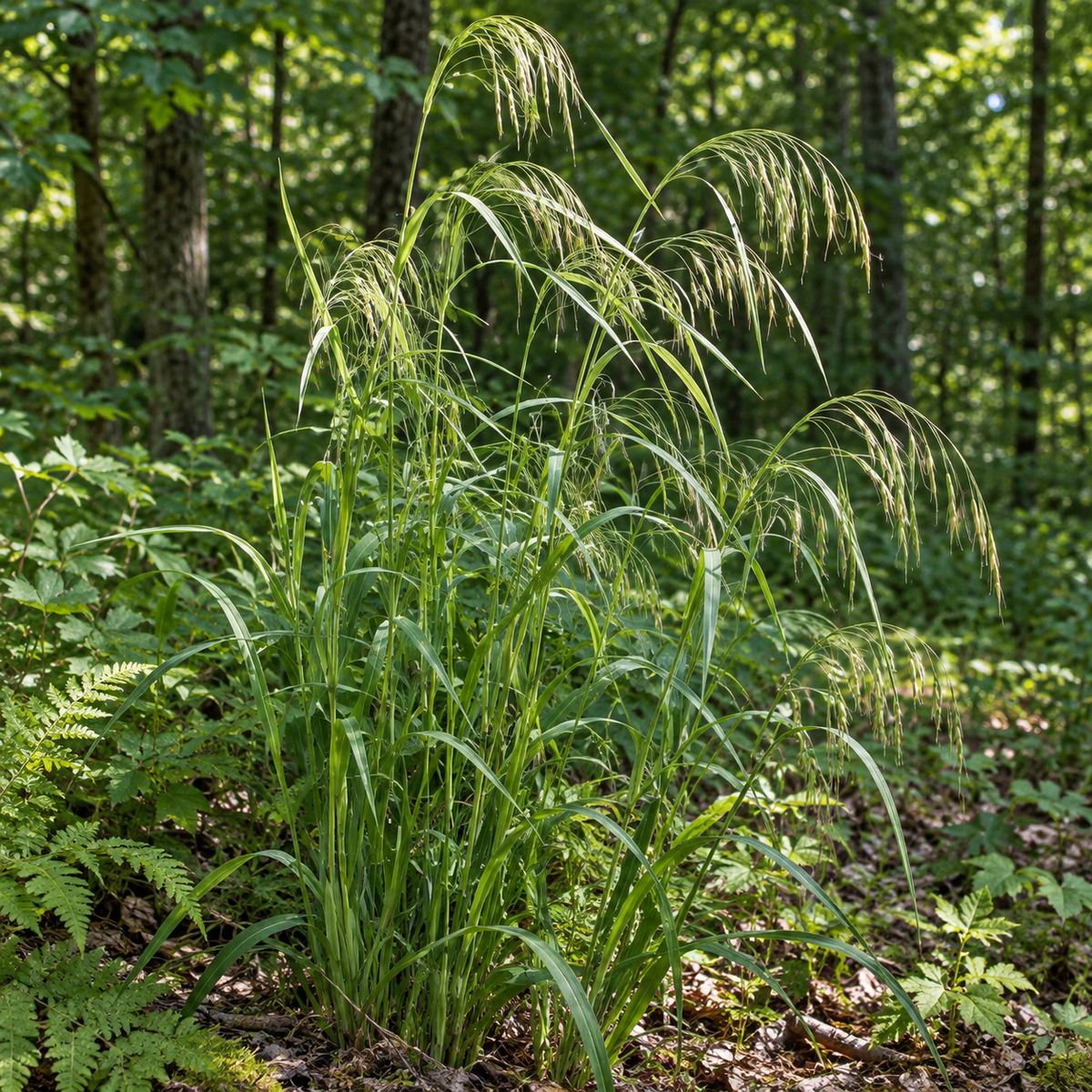 Hairy Wood Chess, Ornamental Grass Seeds