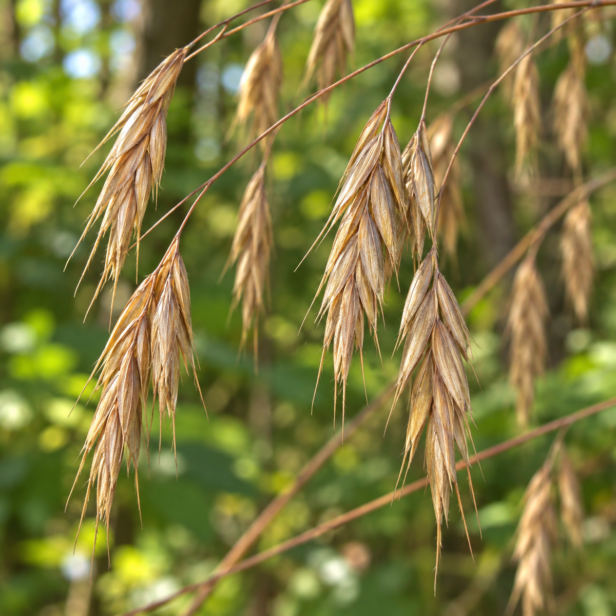 Hairy Wood Chess, Ornamental Grass Seed