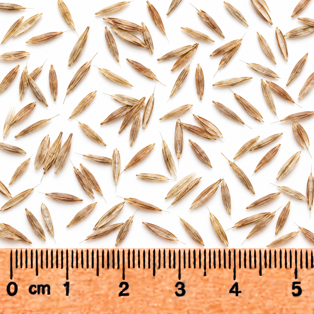 Hairy Wood Chess, Ornamental Grass Seed