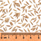 Hairy Wood Chess, Ornamental Grass Seed