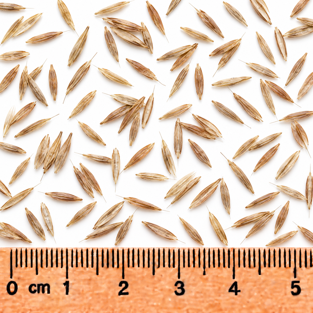 Hairy Wood Chess, Ornamental Grass Seed