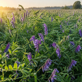 Hairy Vetch field crop