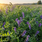 Hairy Vetch field crop