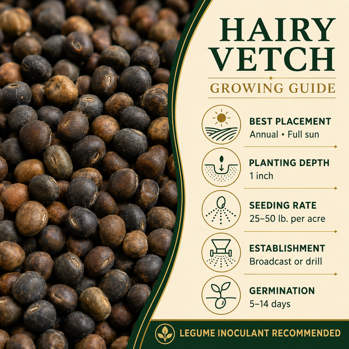 Hairy Vetch seed