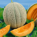 Hales Best Jumbo, Organic Cantaloupe Seeds