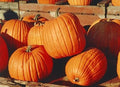 Jack O'Lantern, Pumpkin Seeds