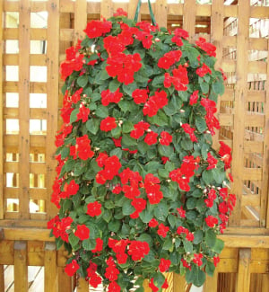 Hanging Grow Bags (10 Hole) - Containers