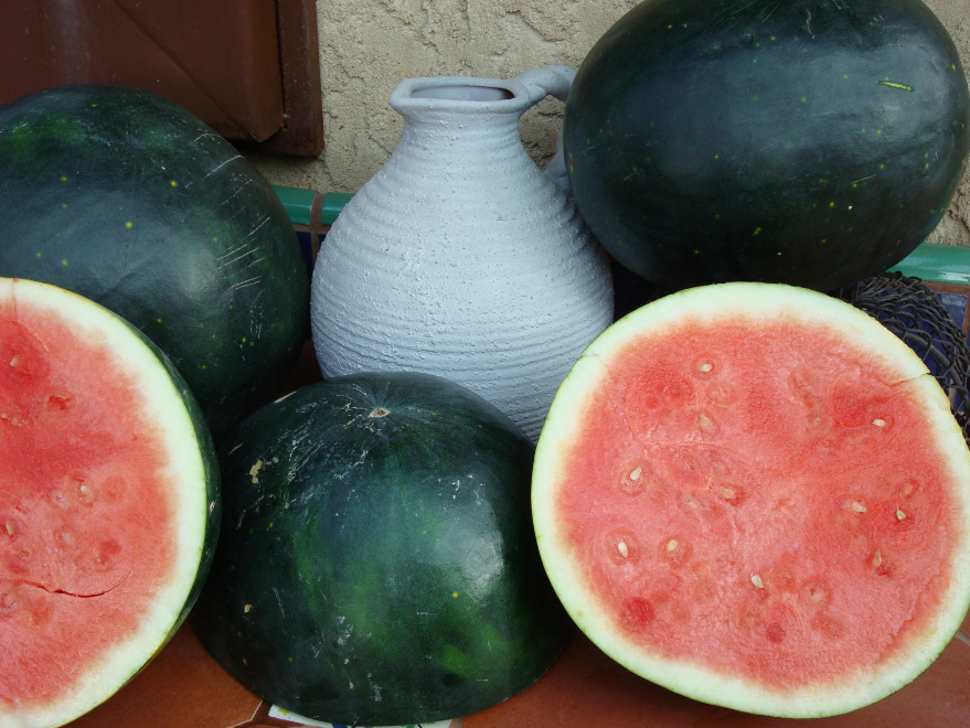 Harvest Moon Seedless, (F1) Watermelon Seeds