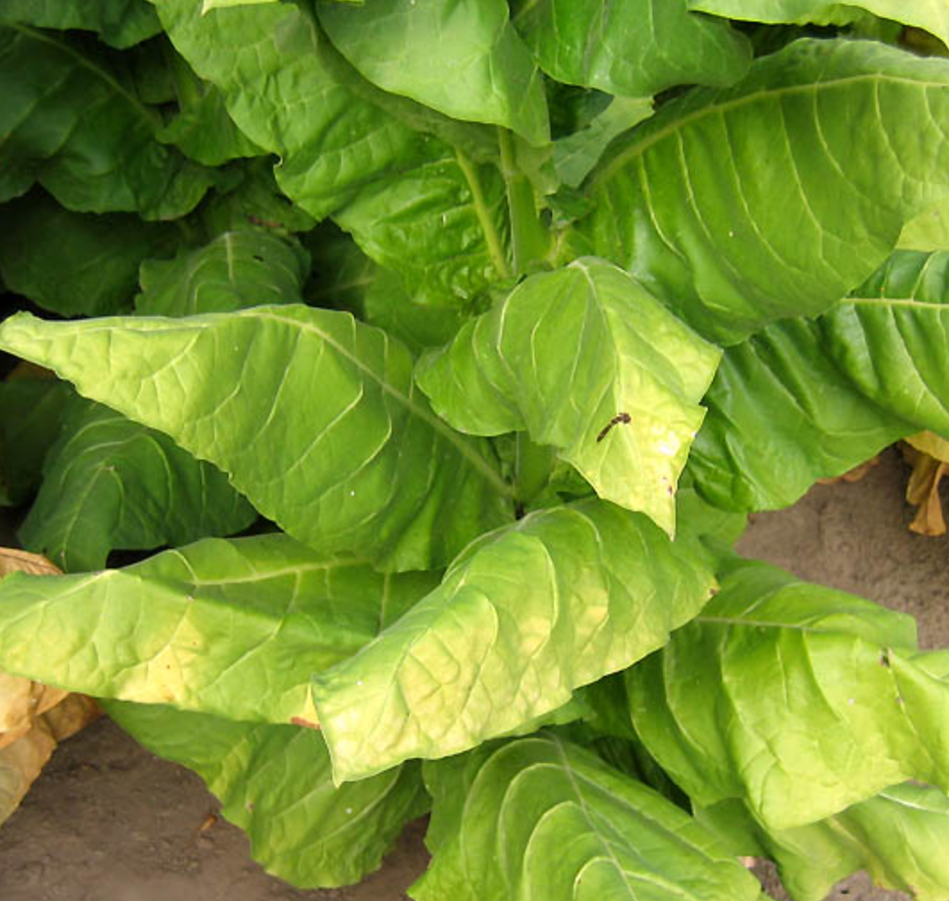 Havana 501, Tobacco Seed